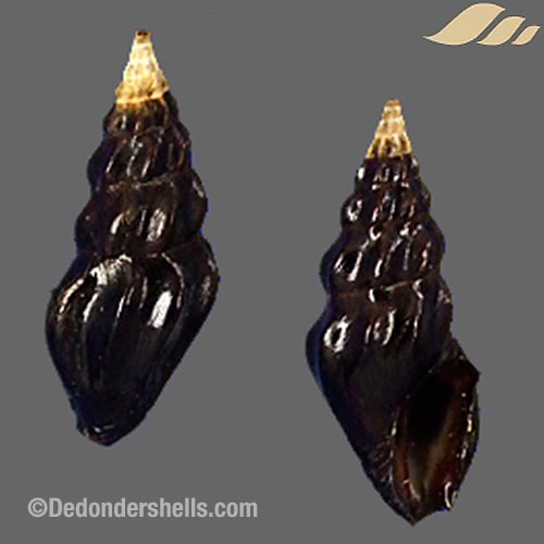 Tylotiella fusconitens 3