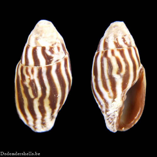 Strigatella paupercula 3