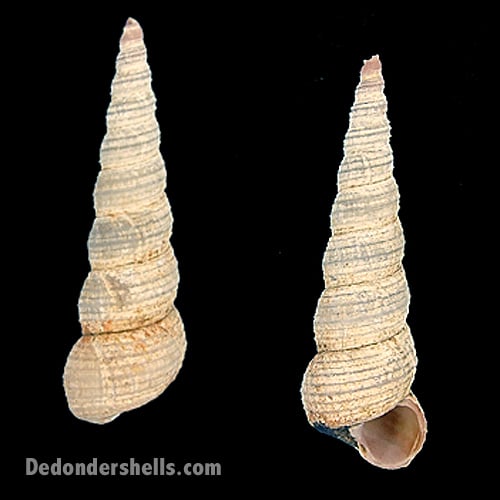 Turritella communis 5