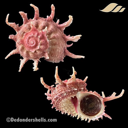 Angaria sphaerula 13