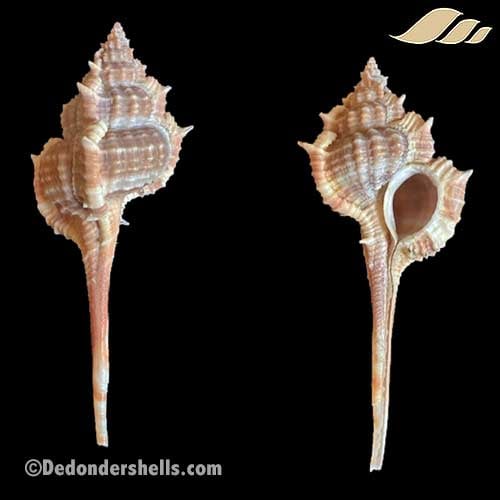 Vokesimurex rectirostris 1