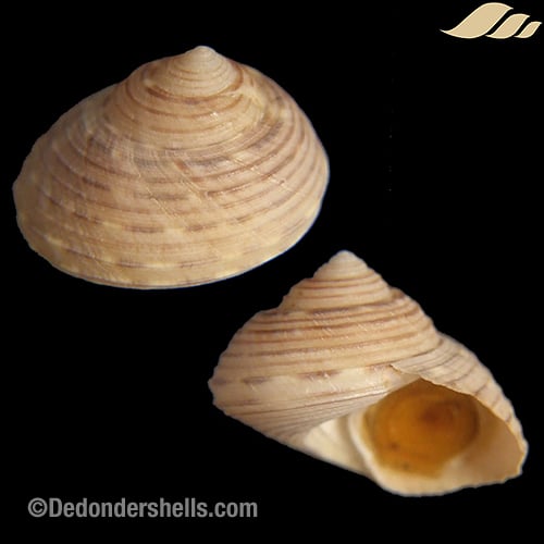 Pseudotalopia sakuraii 5