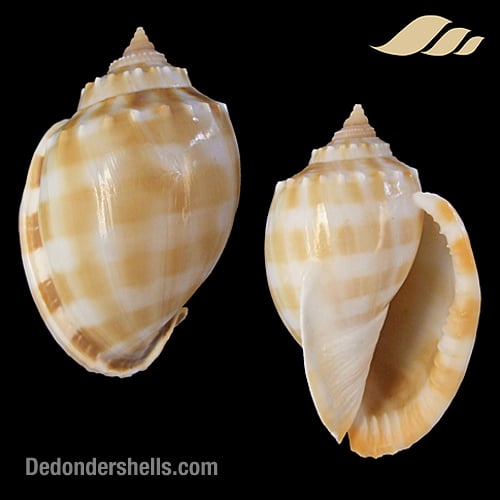 Phalium bandatum 1