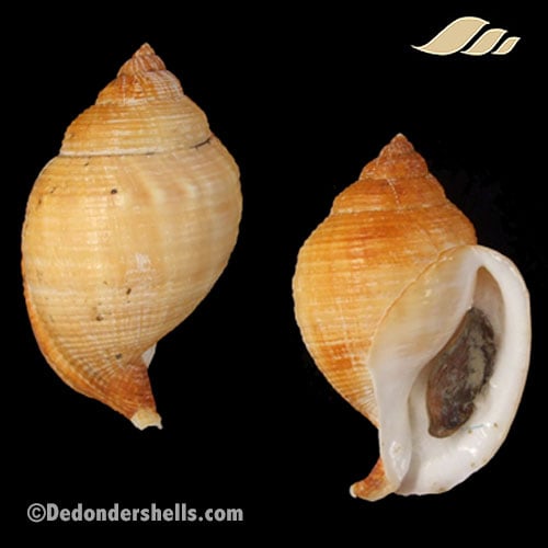 Galeodea echinophora adriatica 13