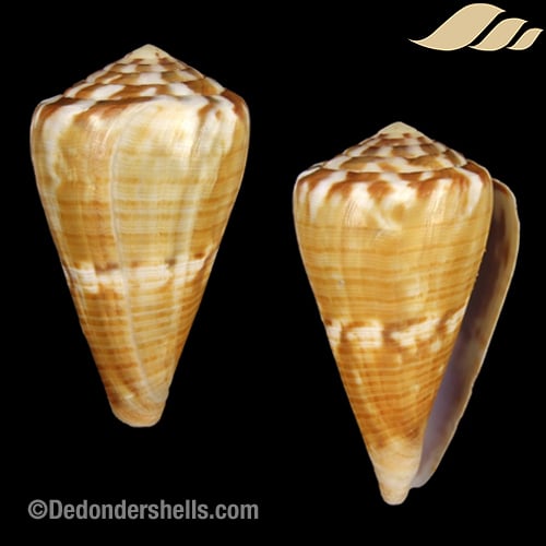 Conus namocanus 4