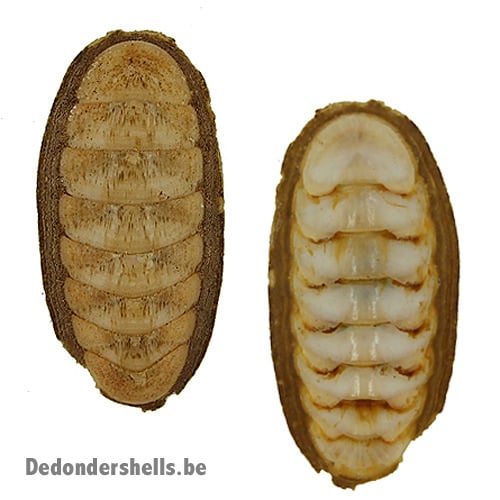 Ischnochiton contractus 5