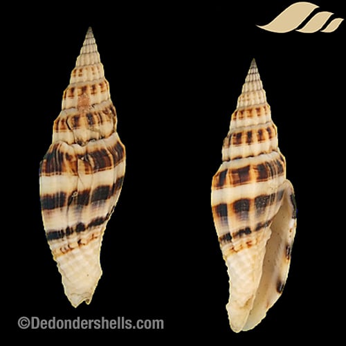 Vexillum albofulvum 2