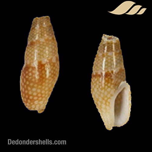 Mitrella ocellata 1