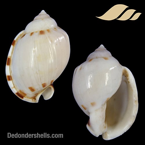 Casmaria ponderosa 7