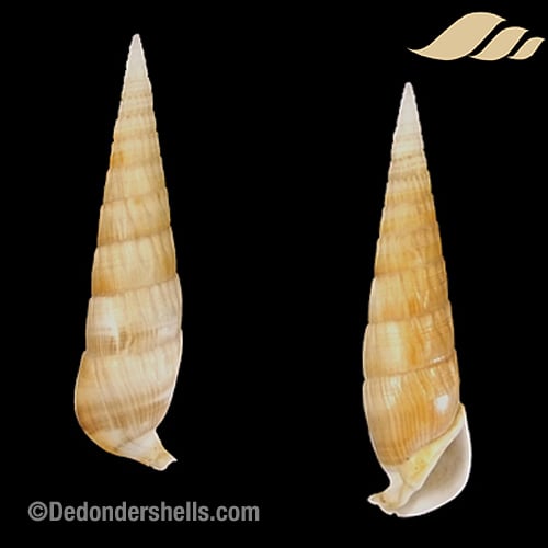 Rhinoclavis fasciata 8