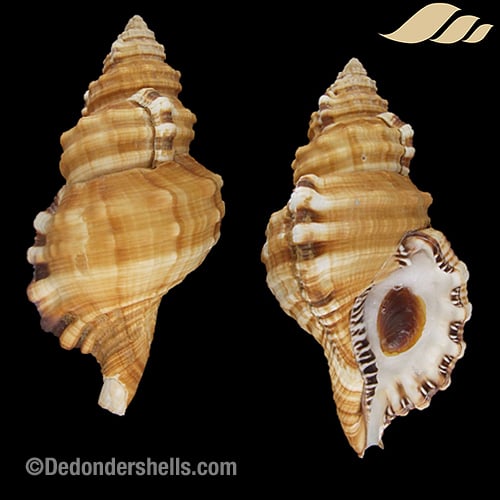 Cymatium parthenopeum 8