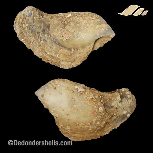 Isognomon dunkeri 18