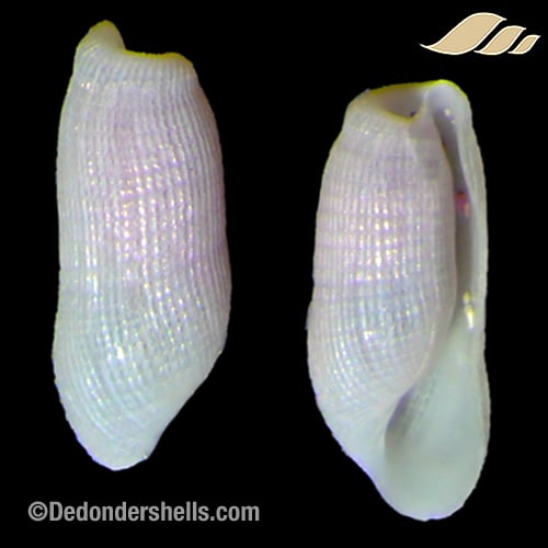 Pyrunculus fourierii 3