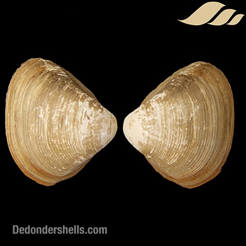 Spisula subtruncata 5