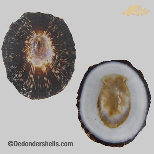 Patelloida striata 7