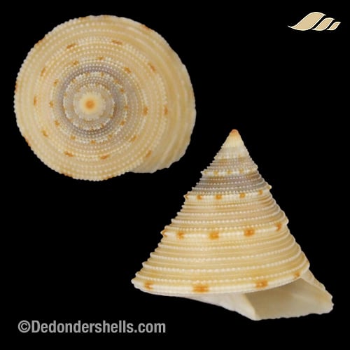 Calliostoma bullara 1