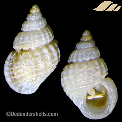 Alvania cimicoides 2