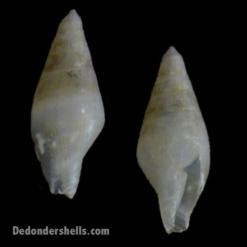 Pyreneola melvilli 3