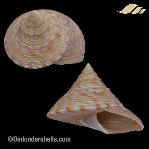 Calliostoma formosense 8