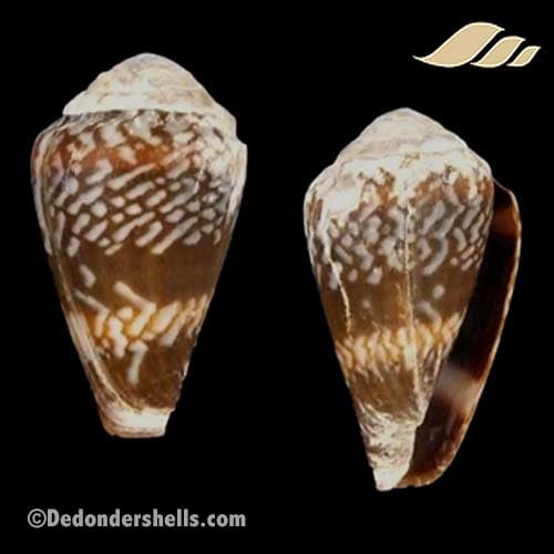 Conus fernandi 4