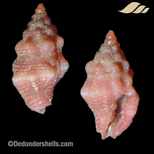 Lienardia purpurata 3