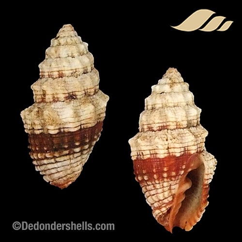 Vexillum patriarchalis 1