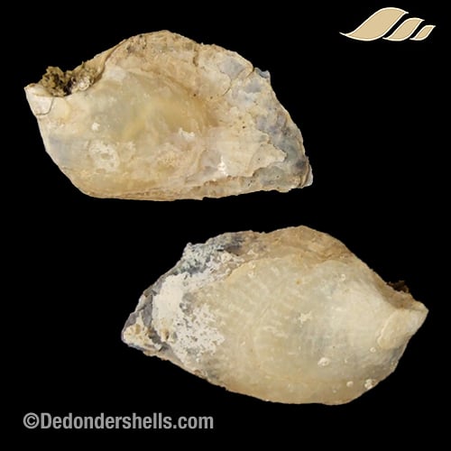 Isognomon dunkeri 17