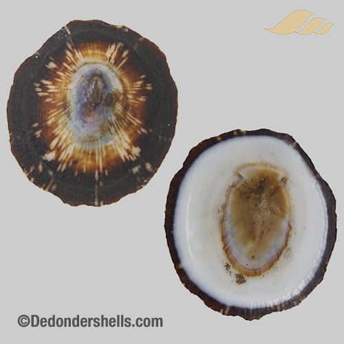 Patelloida striata 9