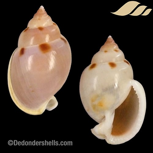 Semicassis glabrata 8