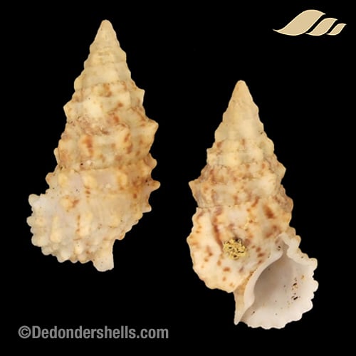 Cerithium echinatum 5