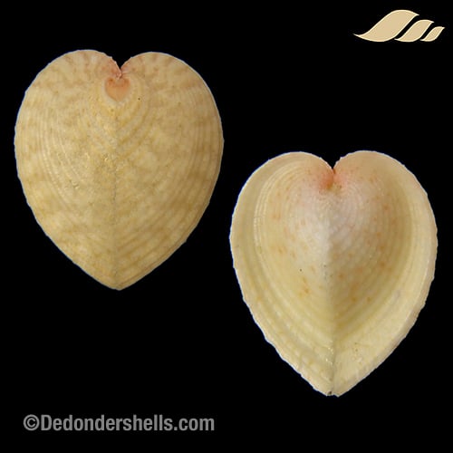 Corculum cardissa 1