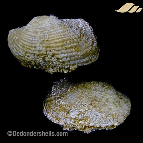 Asperarca nodulosa 2