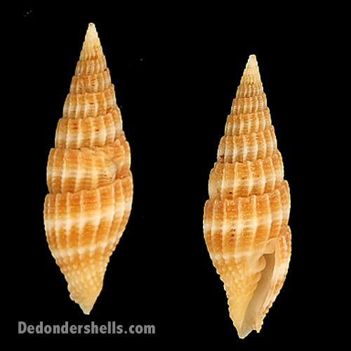 Vexillum delicatum 10