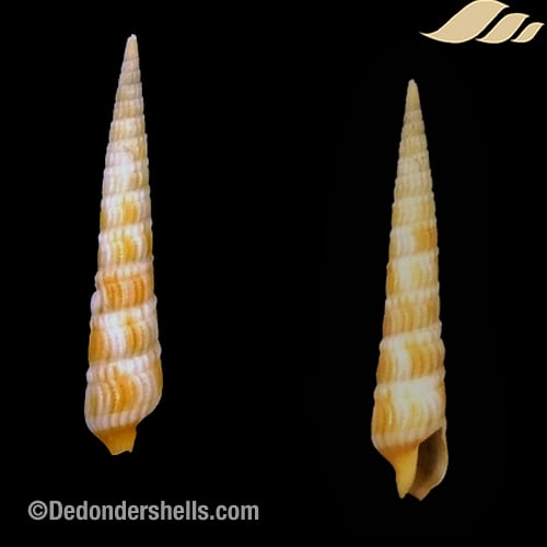 Terebra columellaris 9