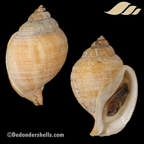 Galeodea echinophora adriatica 7