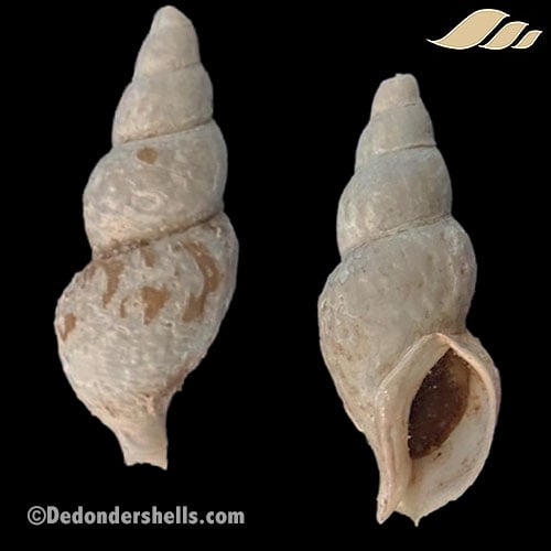 Retifussus rhysoides 2