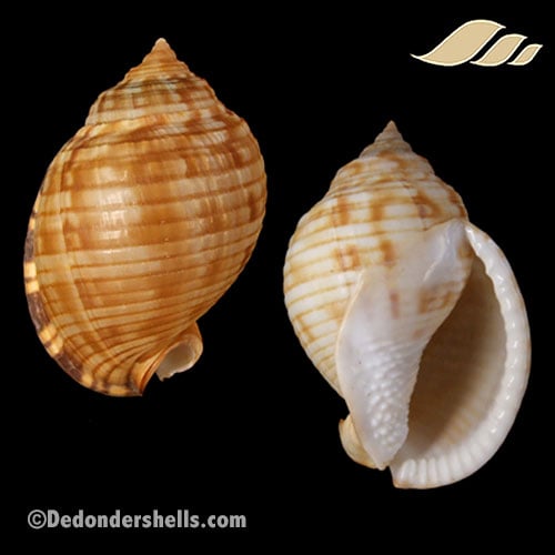 Semicassis undulatum 1