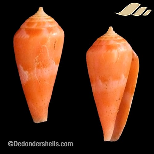 Conus aulicus propenudus 1 - De Donder Shells