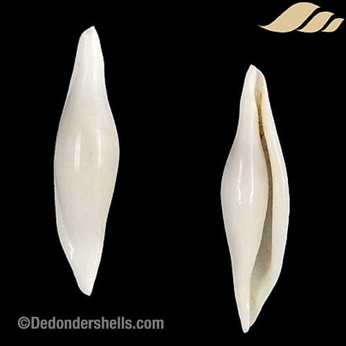 Pellasimnia improcera 4