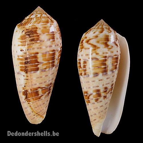 Conus dusaveli 3
