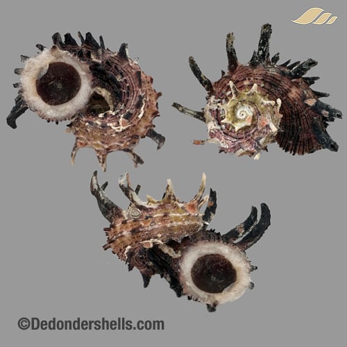 Angaria melanacantha 5