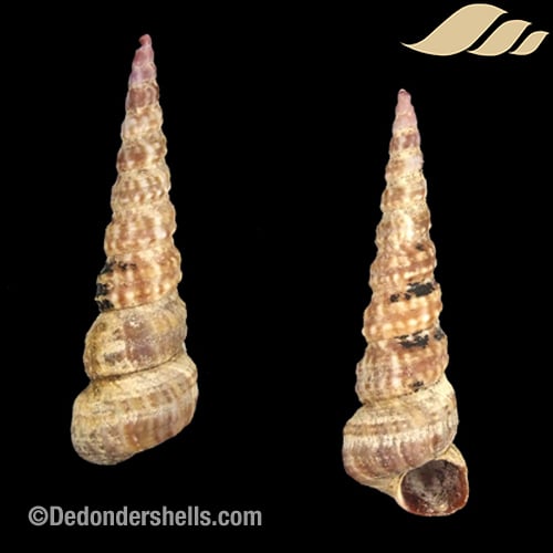 Turritella bicingulata 1