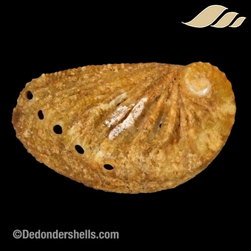 Haliotis tuberculata lamellosa 9