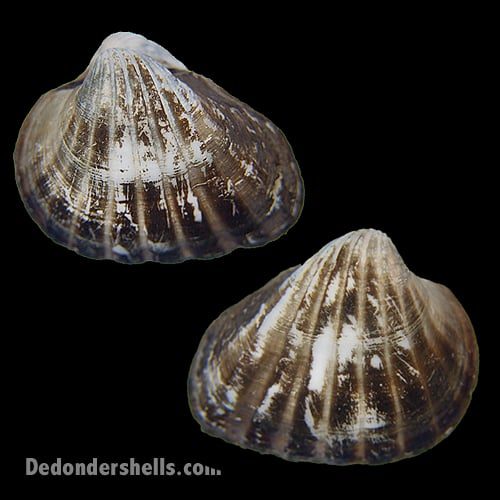 Senilia senilis 9