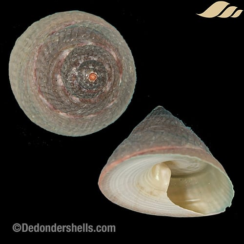 Infundibulum concavum 8