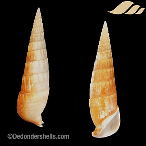 Rhinoclavis fasciata 3