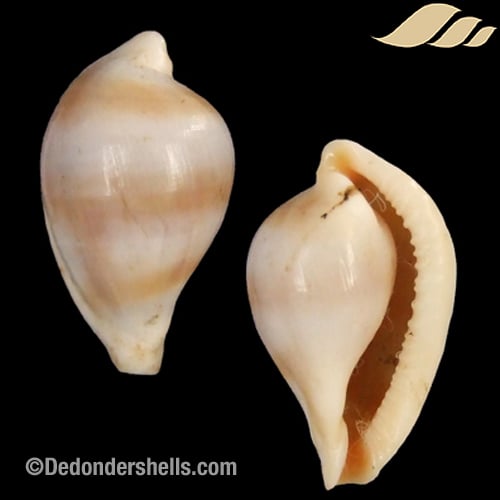 Margovula pyriformis 6)