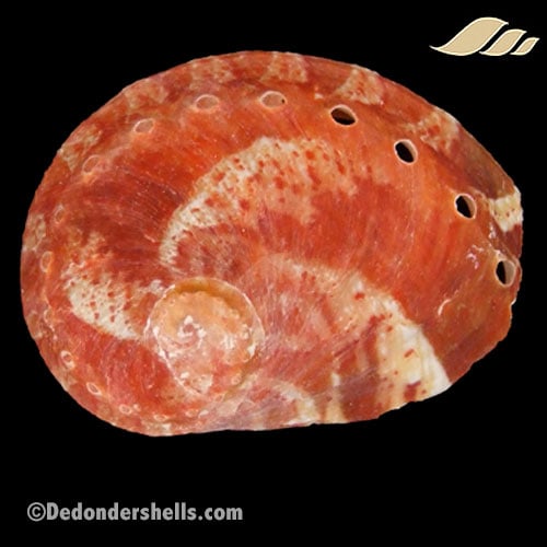 Haliotis patamakanthini 5