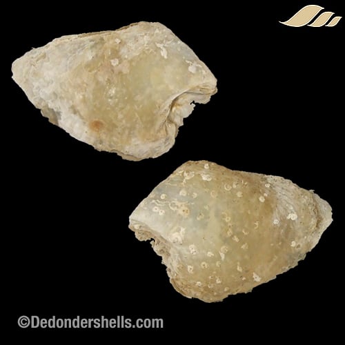 Isognomon dunkeri 15