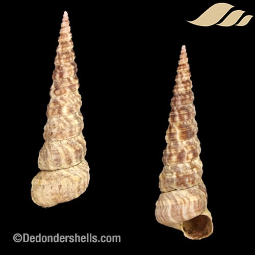 Turritella bicingulata 7